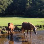 horses new forest