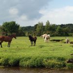 new forest horses