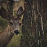 new forest deer